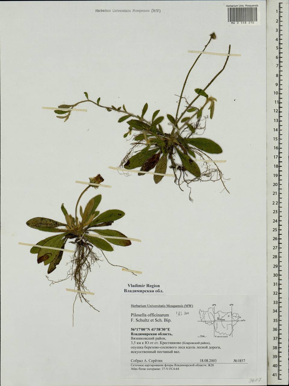 Pilosella officinarum Vaill., Eastern Europe, Central region (E4) (Russia)