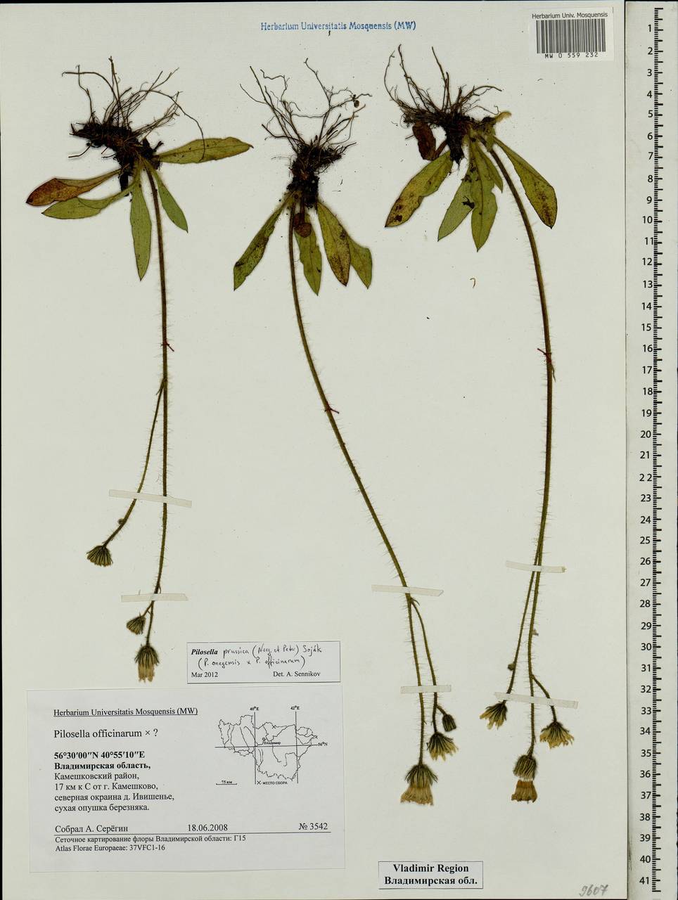 Pilosella prussica (Nägeli & Peter) Soják, Eastern Europe, Central region (E4) (Russia)