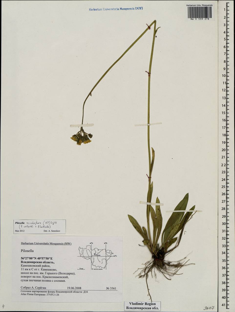 Pilosella corymbulifera (Arv.-Touv.) Arv.-Touv., Eastern Europe, Central region (E4) (Russia)