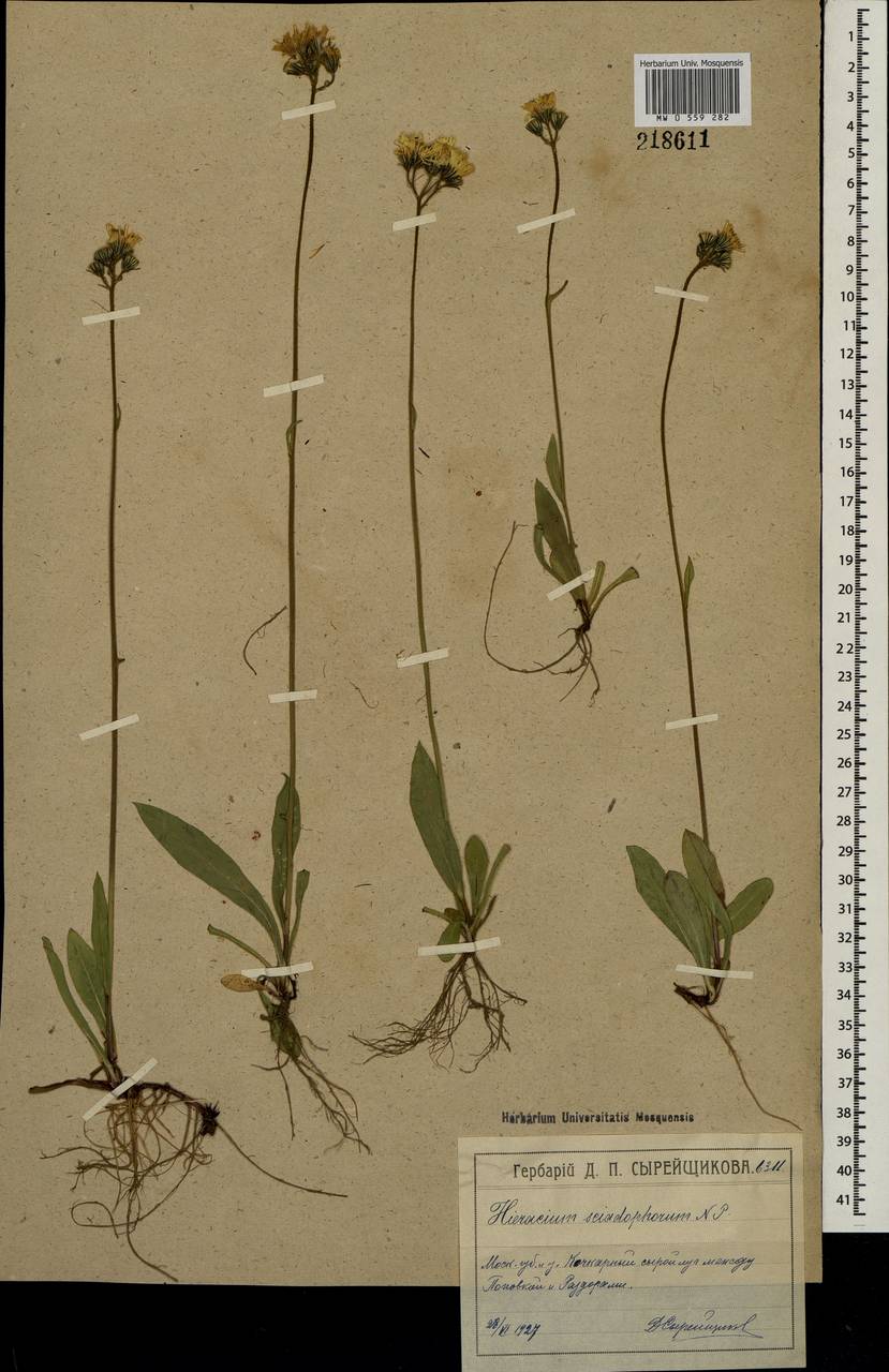 Pilosella corymbulifera (Arv.-Touv.) Arv.-Touv., Eastern Europe, Moscow region (E4a) (Russia)