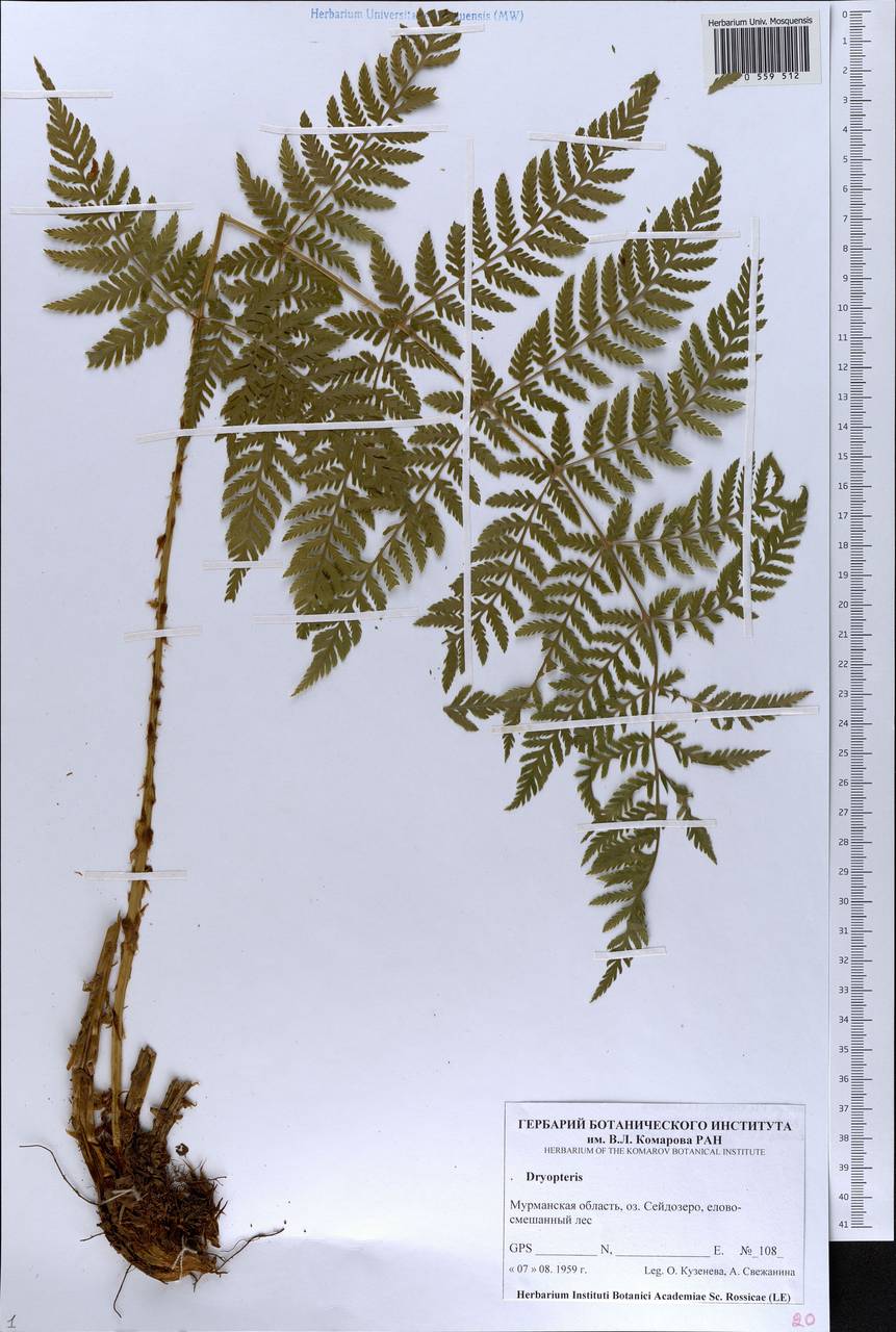 Dryopteris, Eastern Europe, Northern region (E1) (Russia)
