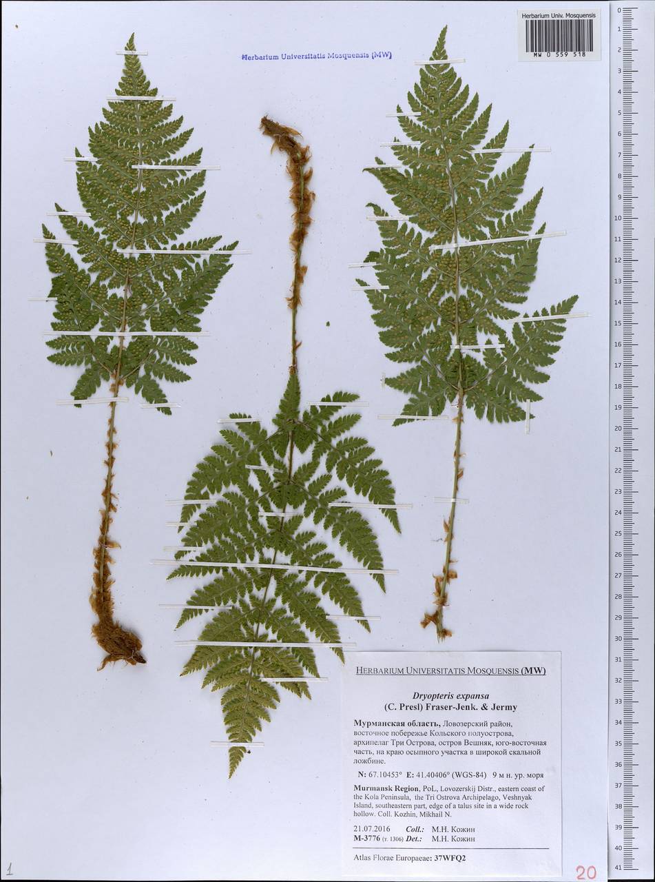 Dryopteris expansa (C. Presl) Fraser-Jenk. & Jermy, Eastern Europe, Northern region (E1) (Russia)
