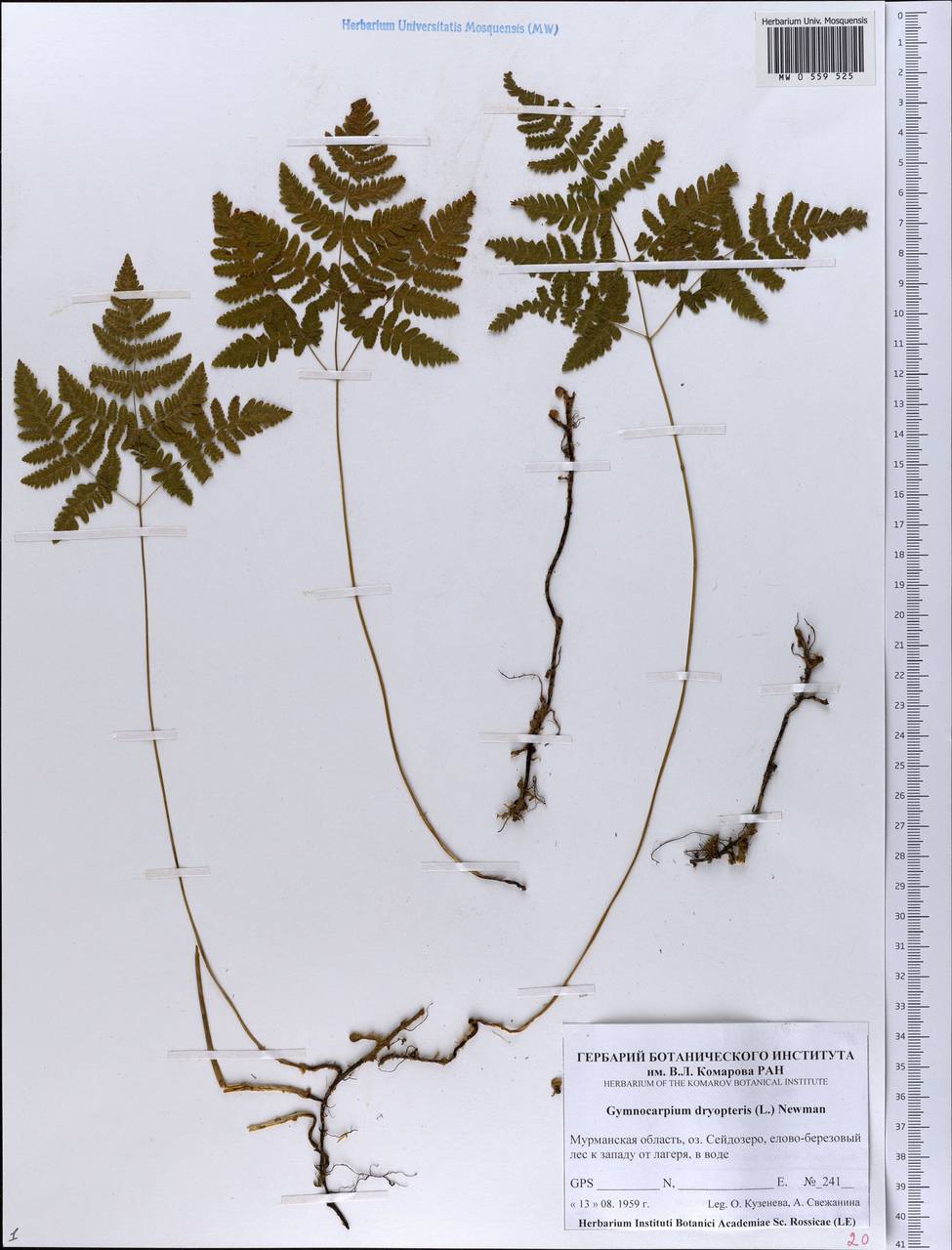 Gymnocarpium dryopteris (L.) Newm., Eastern Europe, Northern region (E1) (Russia)