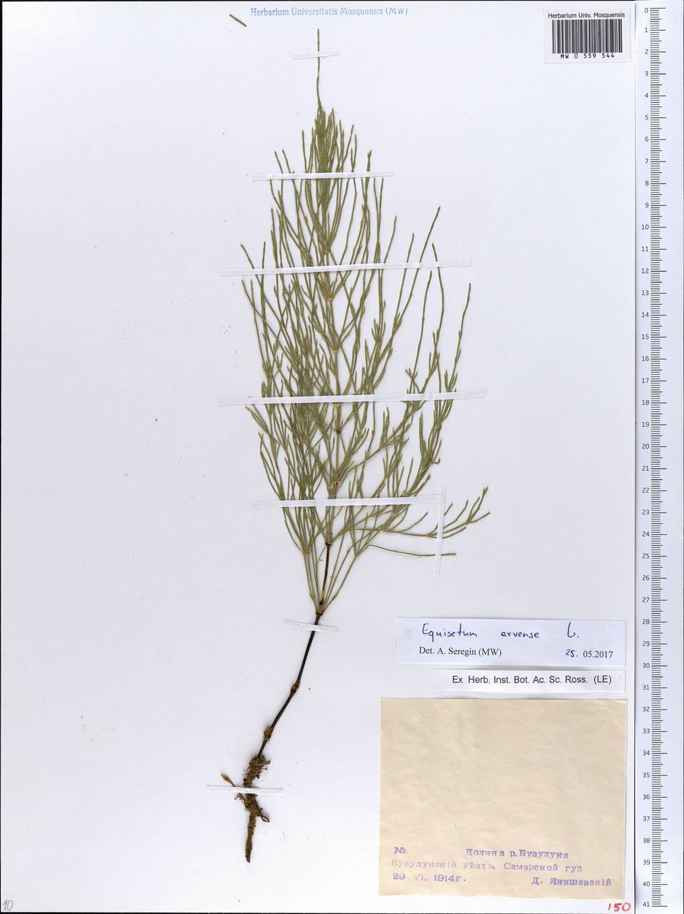 Equisetum arvense L., Eastern Europe, Eastern region (E10) (Russia)