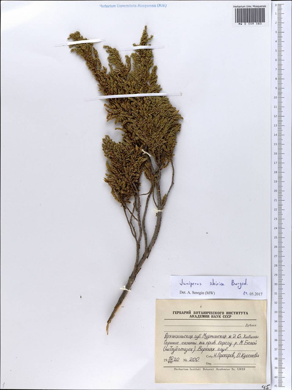 Juniperus communis var. saxatilis Pall., Eastern Europe, Northern region (E1) (Russia)