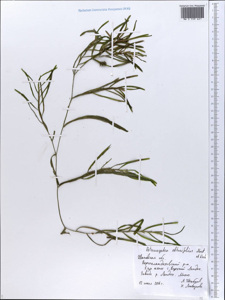 Potamogeton obtusifolius Mert. & W.D.J.Koch, Eastern Europe, Central forest region (E5) (Russia)