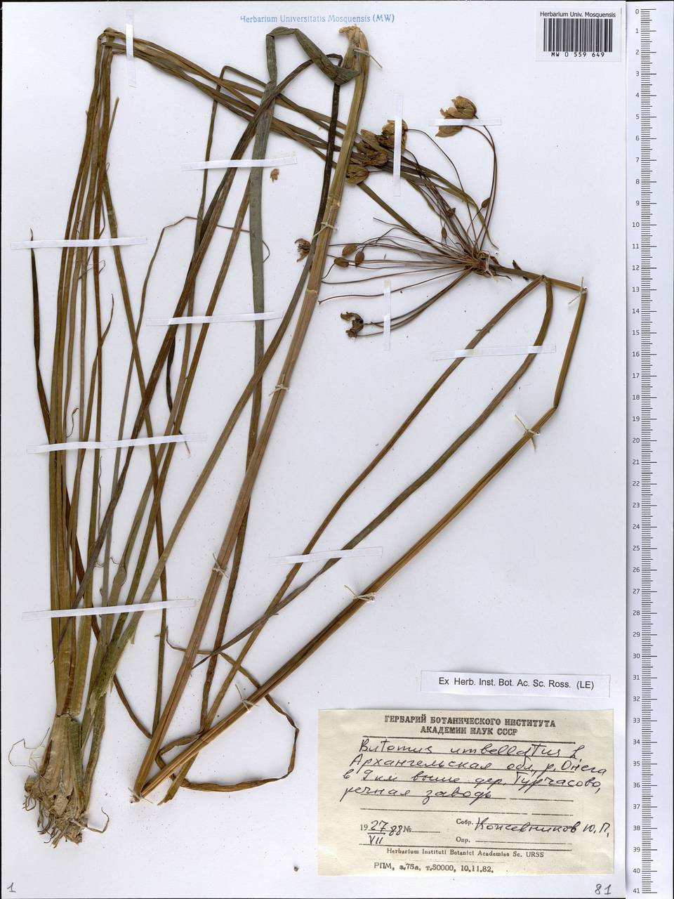 Butomus umbellatus L., Eastern Europe, Northern region (E1) (Russia)