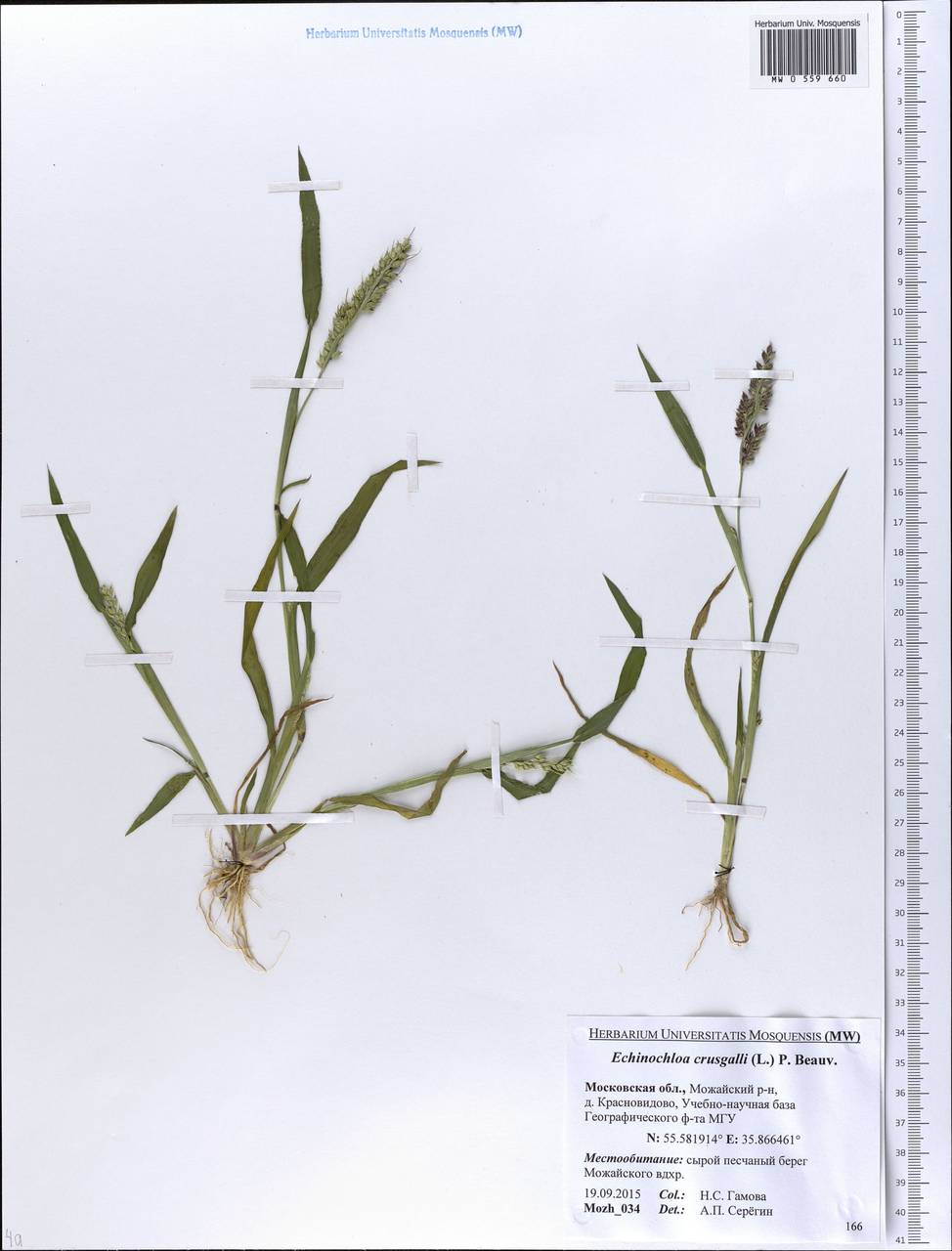 Echinochloa crus-galli (L.) P.Beauv., Eastern Europe, Moscow region (E4a) (Russia)