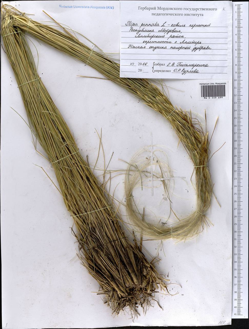 Stipa pennata L., Eastern Europe, Middle Volga region (E8) (Russia)