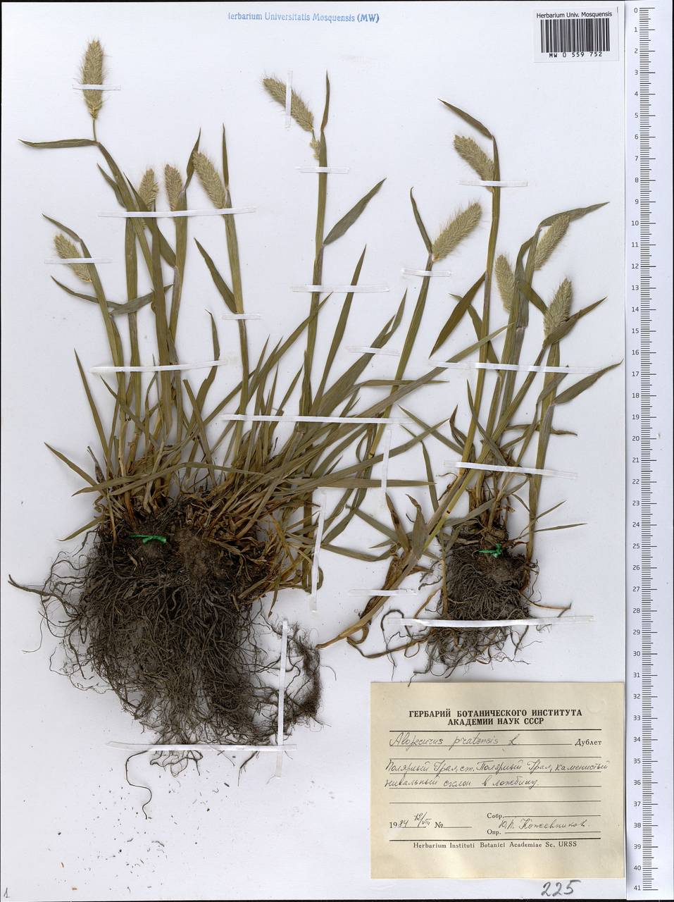 Alopecurus pratensis L., Eastern Europe, Northern region (E1) (Russia)
