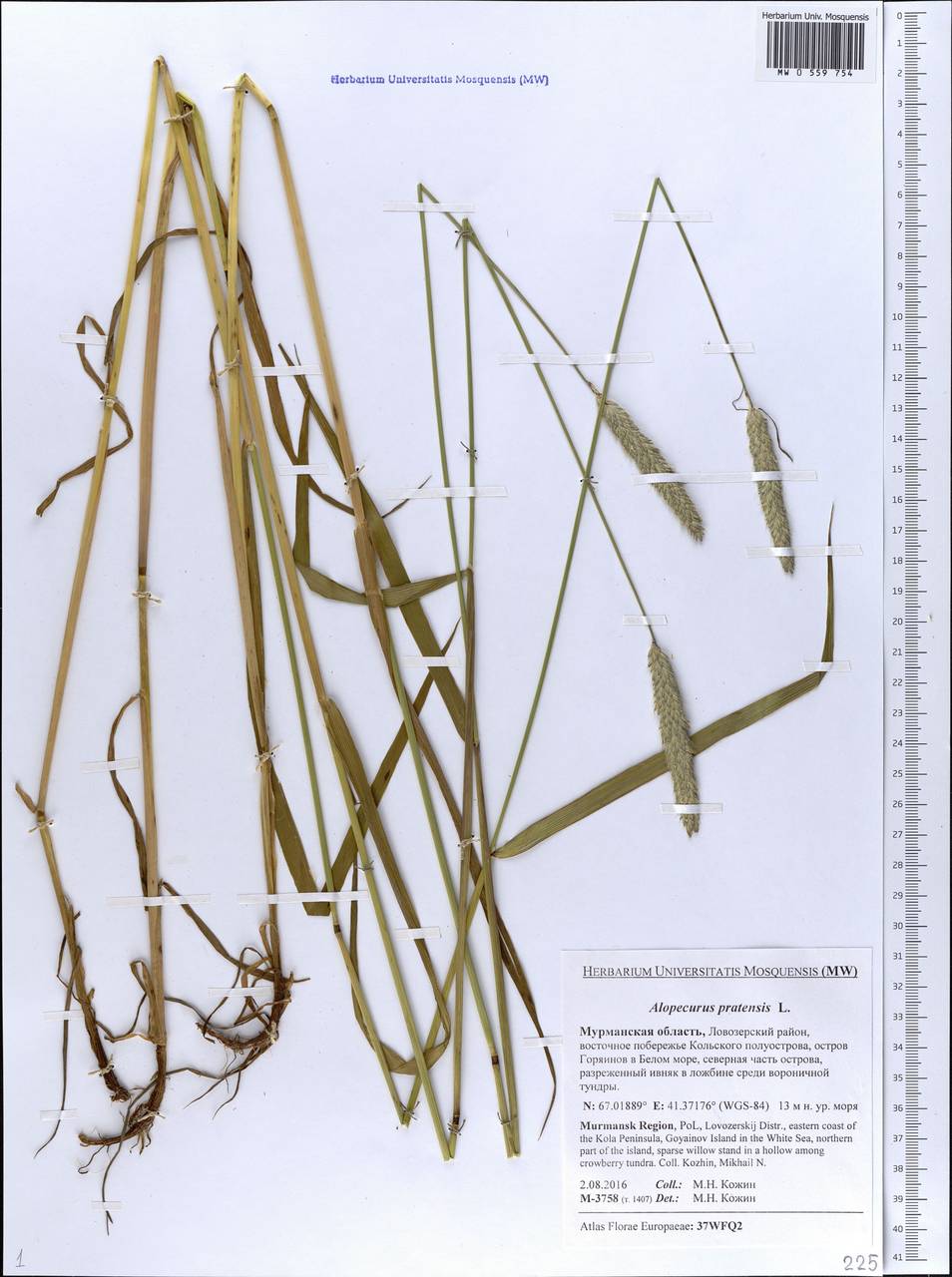 Alopecurus pratensis L., Eastern Europe, Northern region (E1) (Russia)