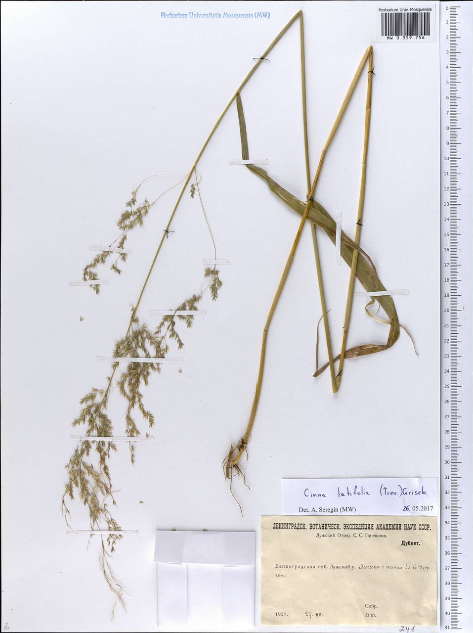 Cinna latifolia (Trevir. ex Göpp.) Griseb., Eastern Europe, North-Western region (E2) (Russia)