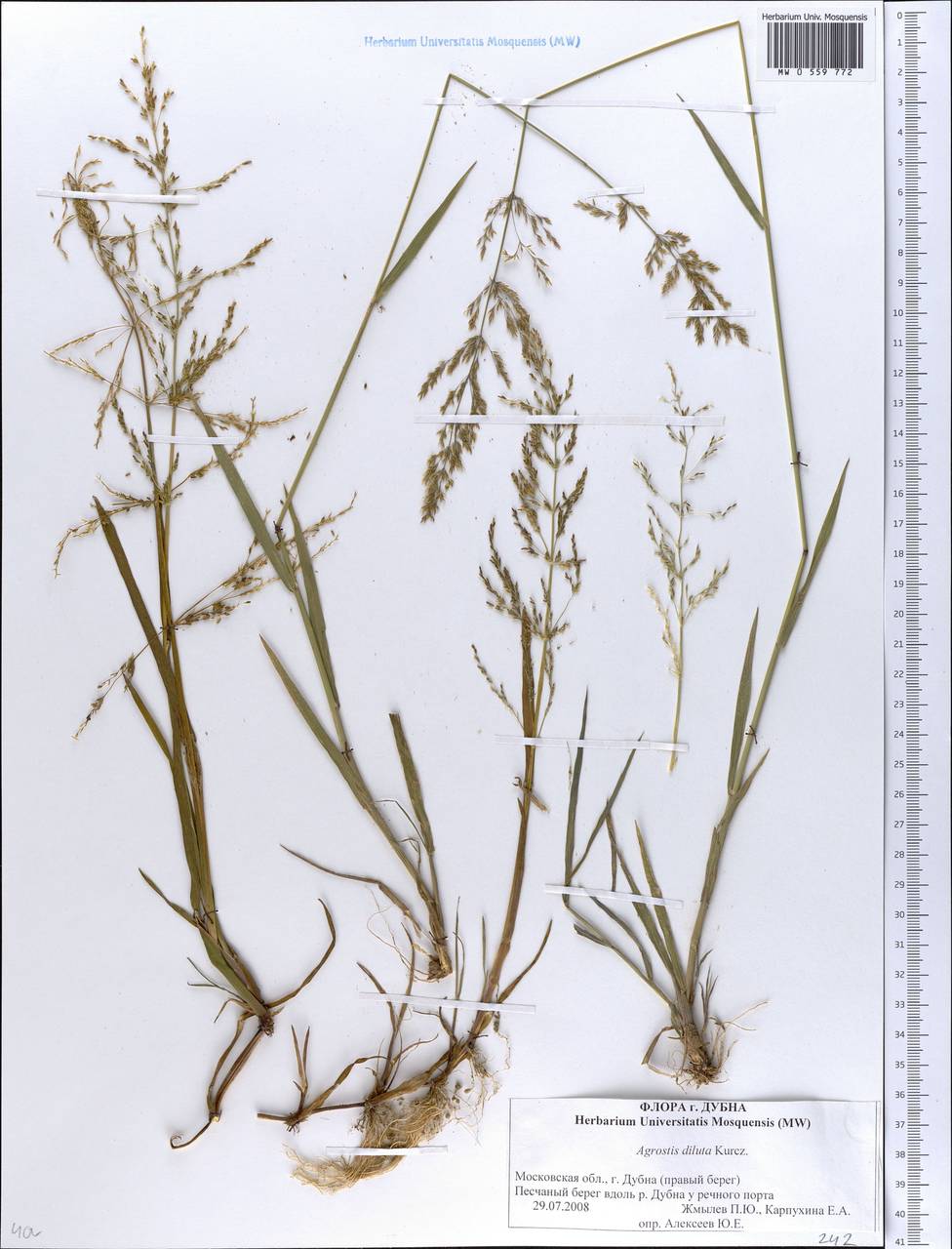 Agrostis stolonifera L., Eastern Europe, Moscow region (E4a) (Russia)