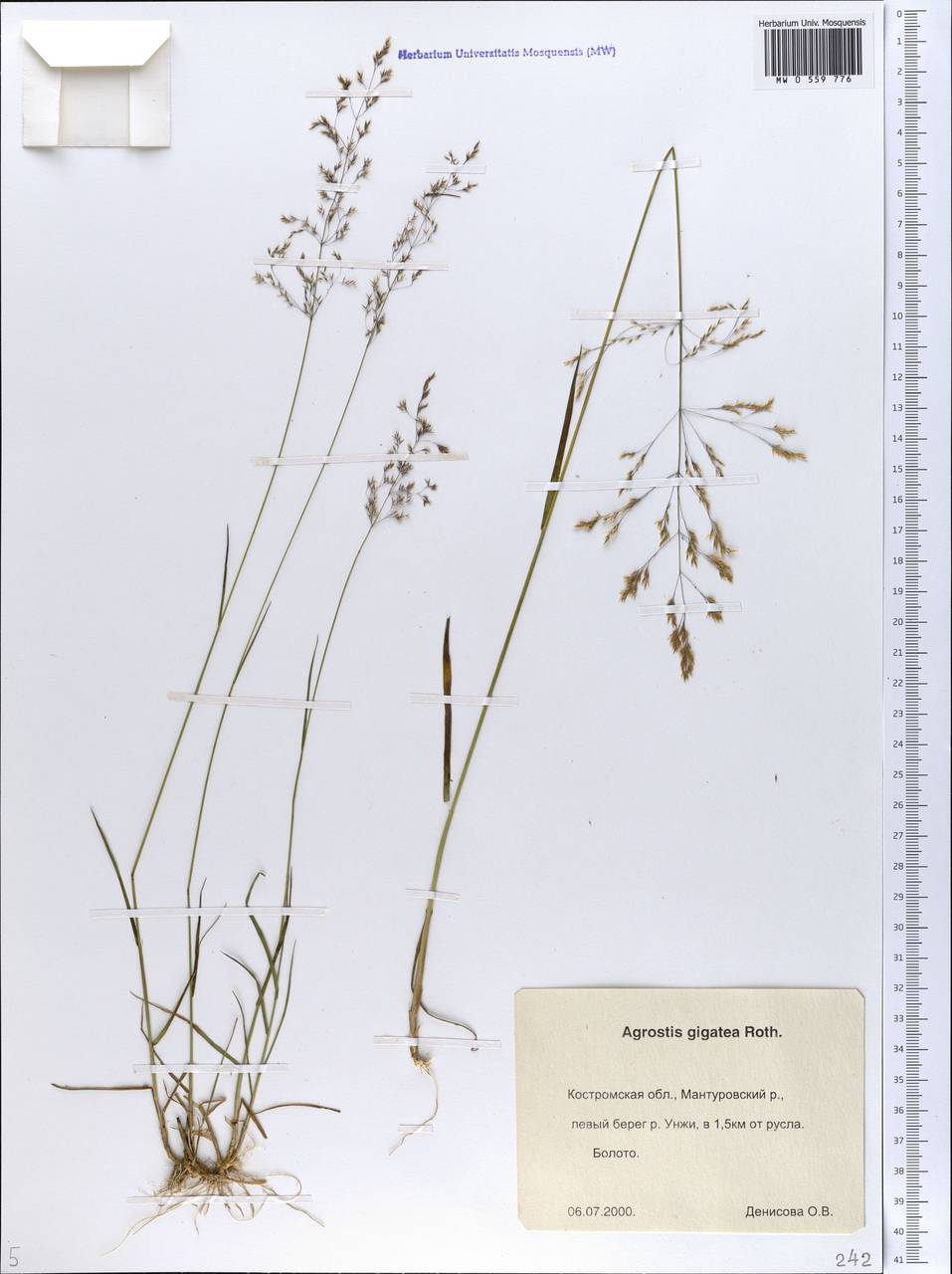 Agrostis gigantea Roth, Eastern Europe, Central forest region (E5) (Russia)