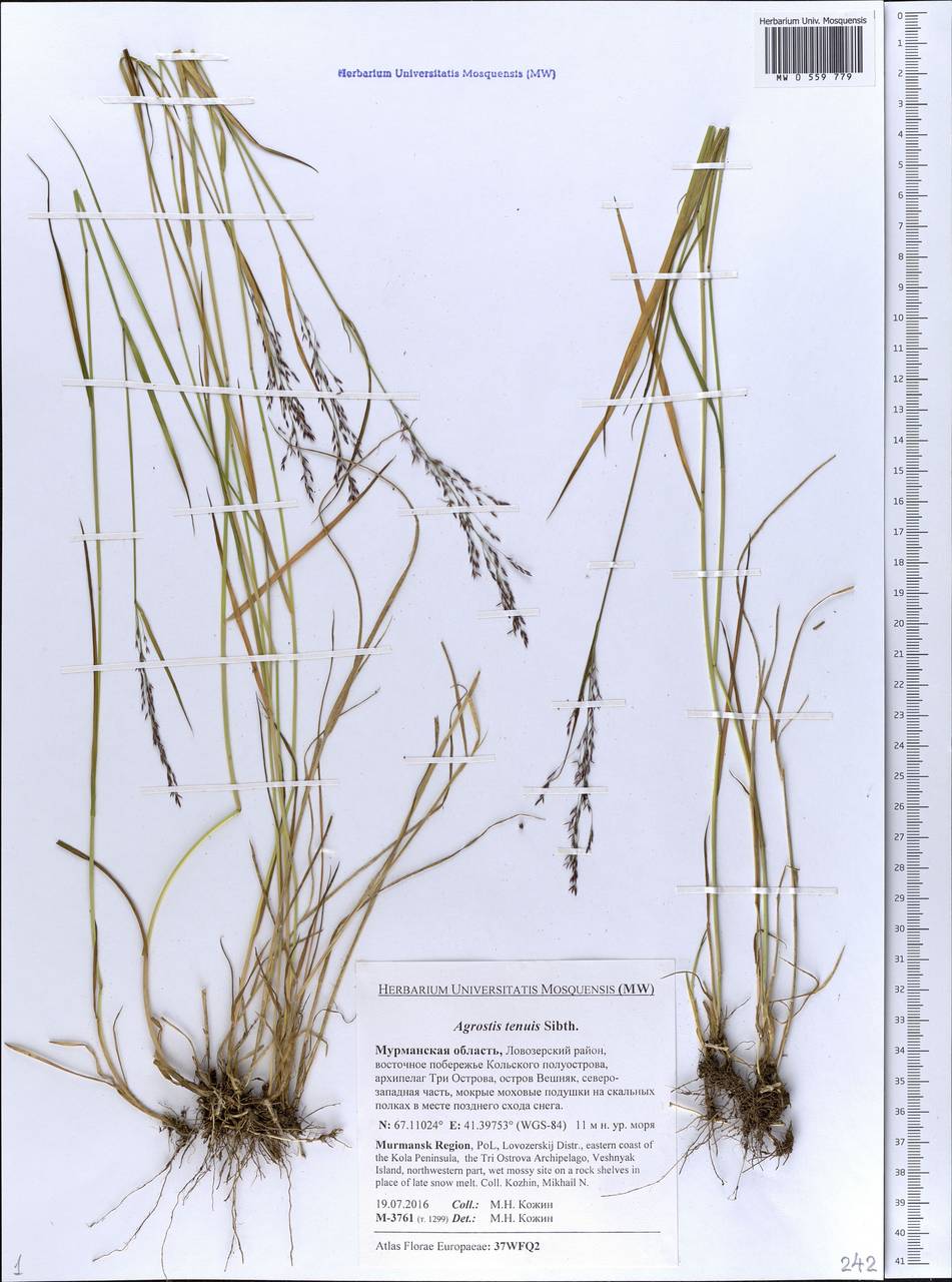 Agrostis capillaris L., Eastern Europe, Northern region (E1) (Russia)