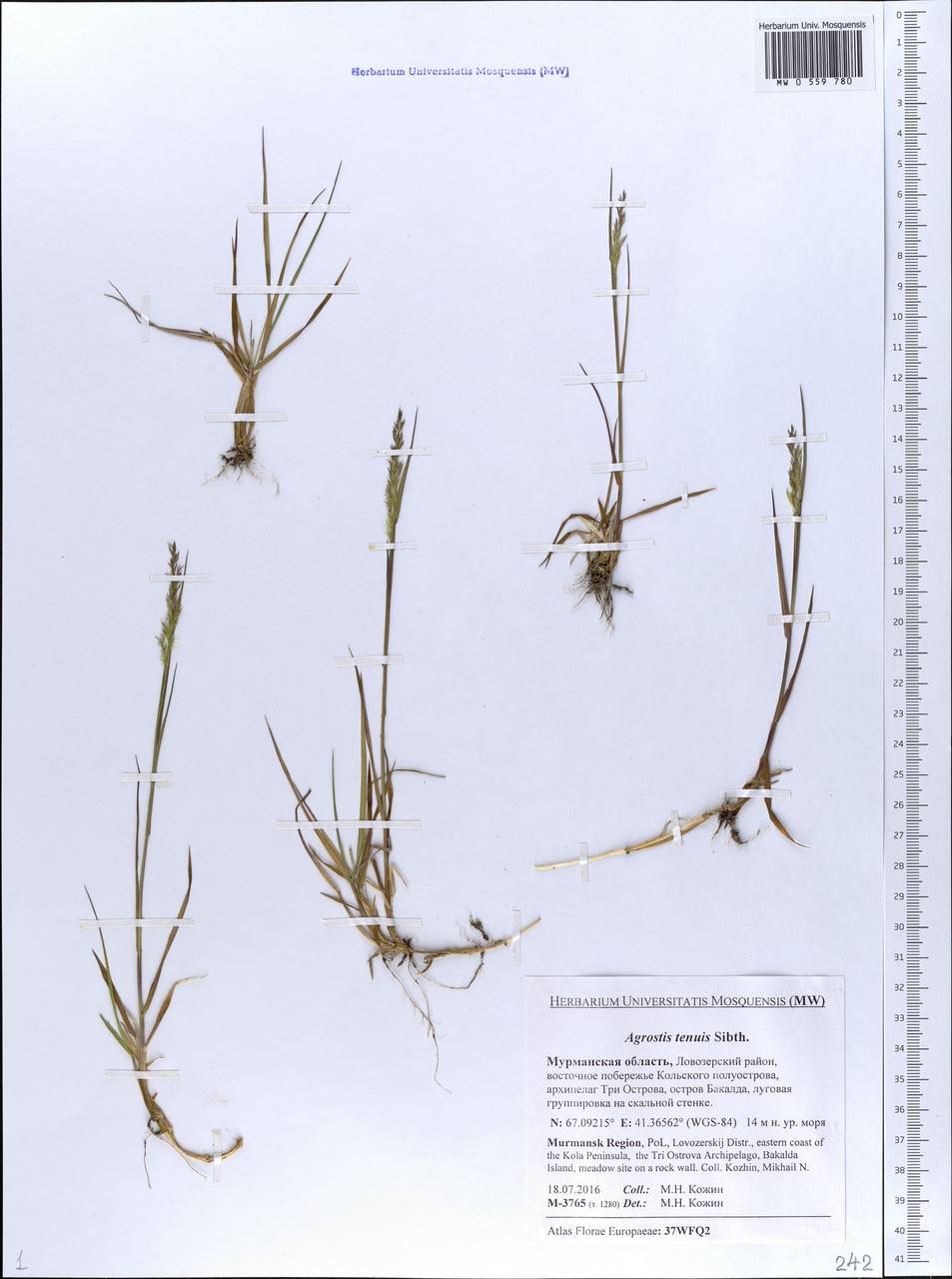 Agrostis capillaris L., Eastern Europe, Northern region (E1) (Russia)
