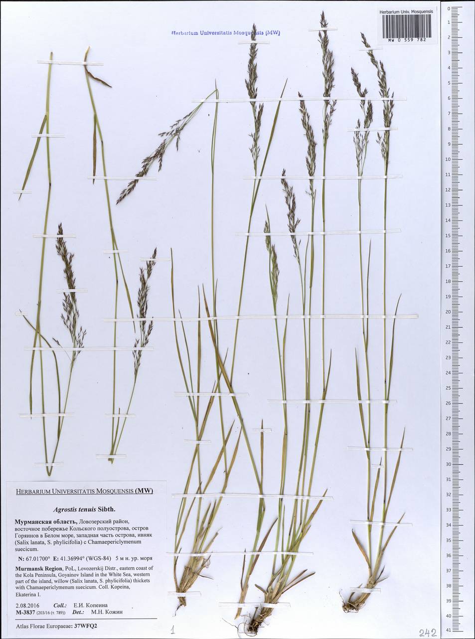 Agrostis capillaris L., Eastern Europe, Northern region (E1) (Russia)