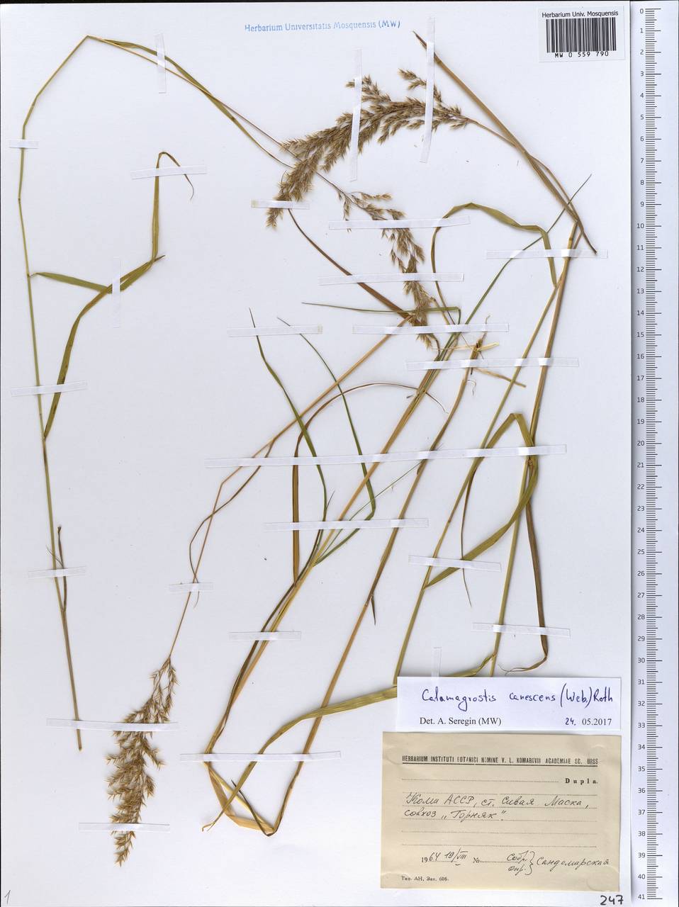 Calamagrostis canescens (Weber) Roth, Eastern Europe, Northern region (E1) (Russia)