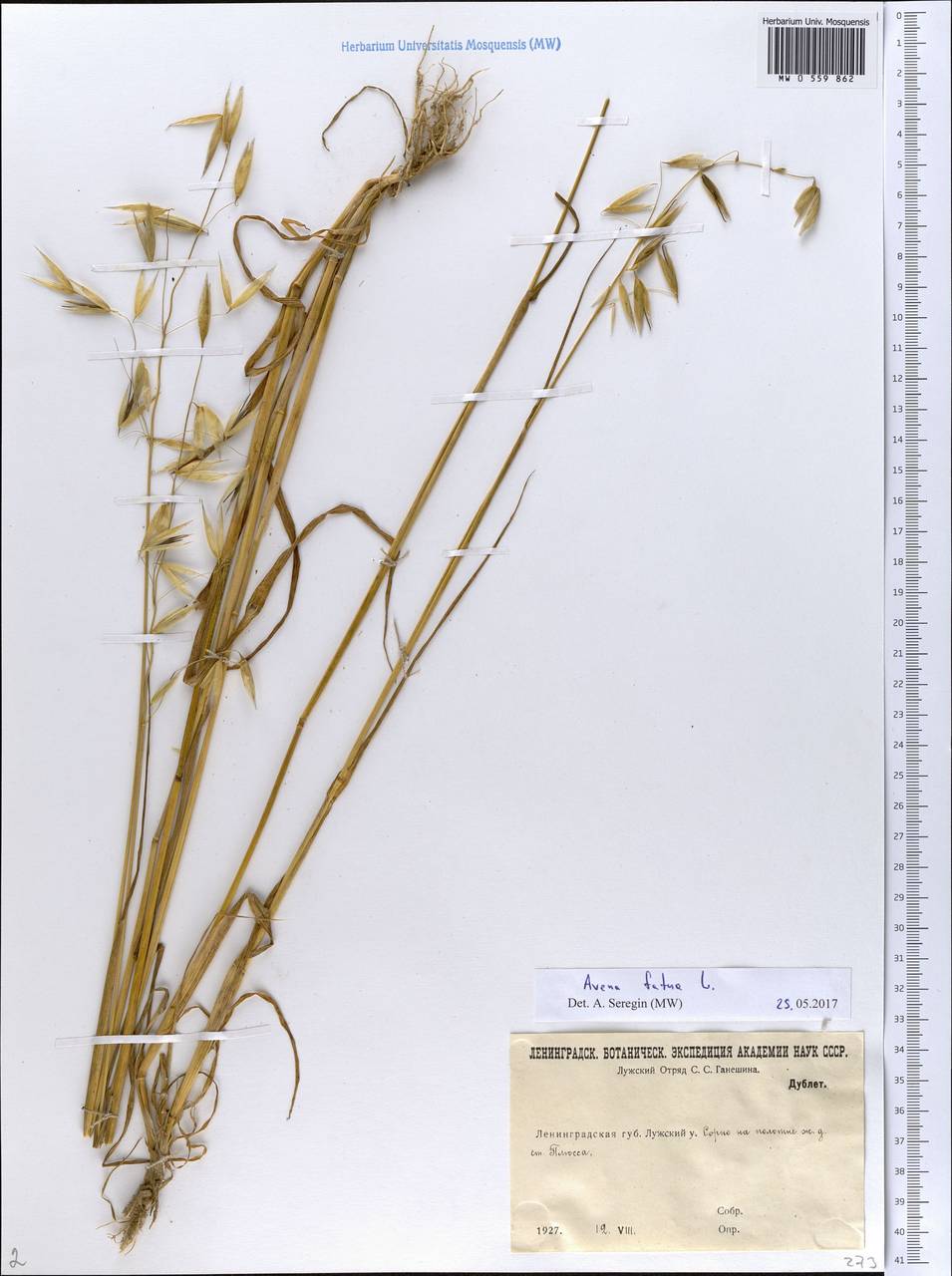 Avena fatua L., Eastern Europe, North-Western region (E2) (Russia)