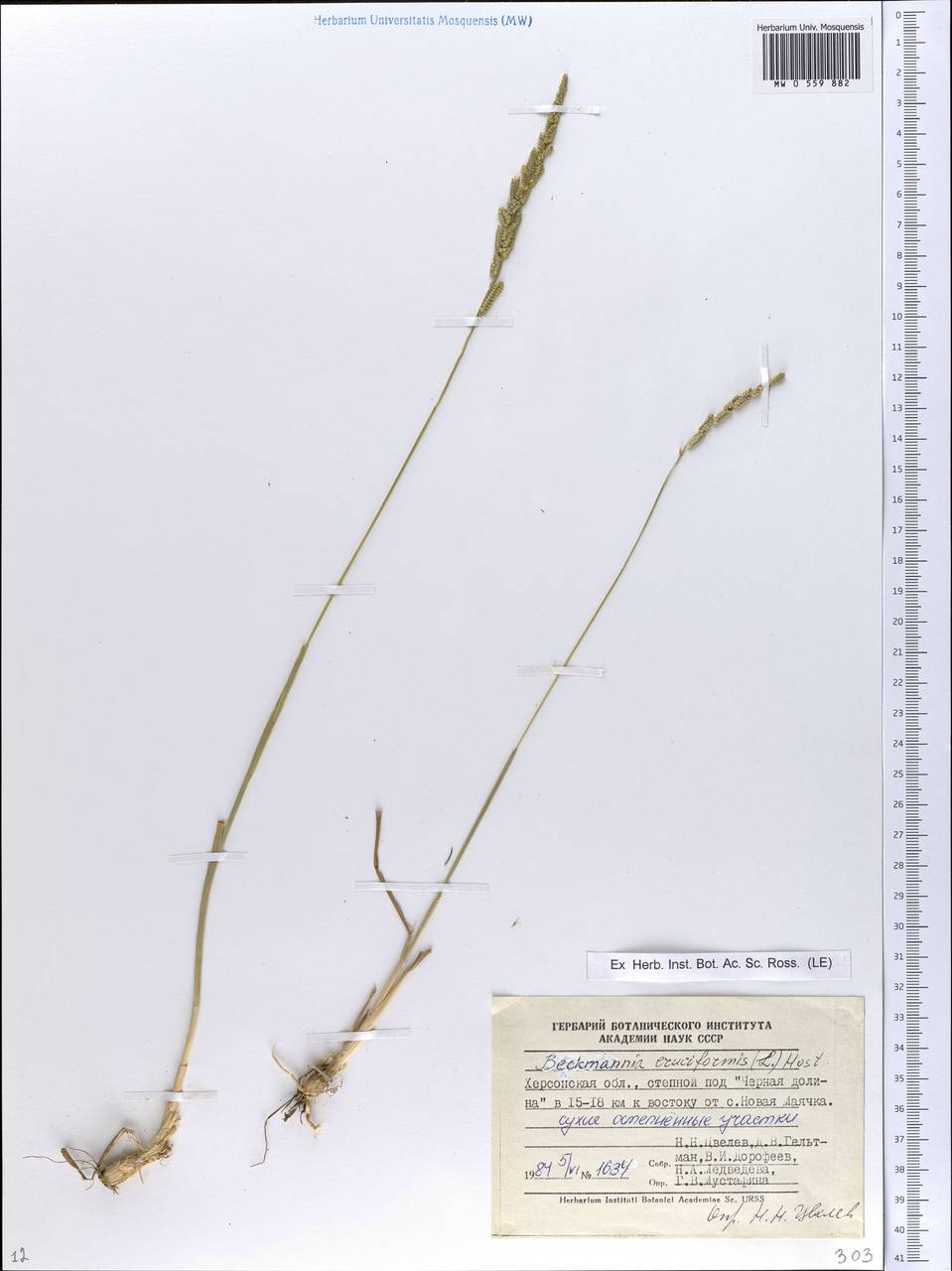 Beckmannia eruciformis (L.) Host, Eastern Europe, South Ukrainian region (E12) (Ukraine)
