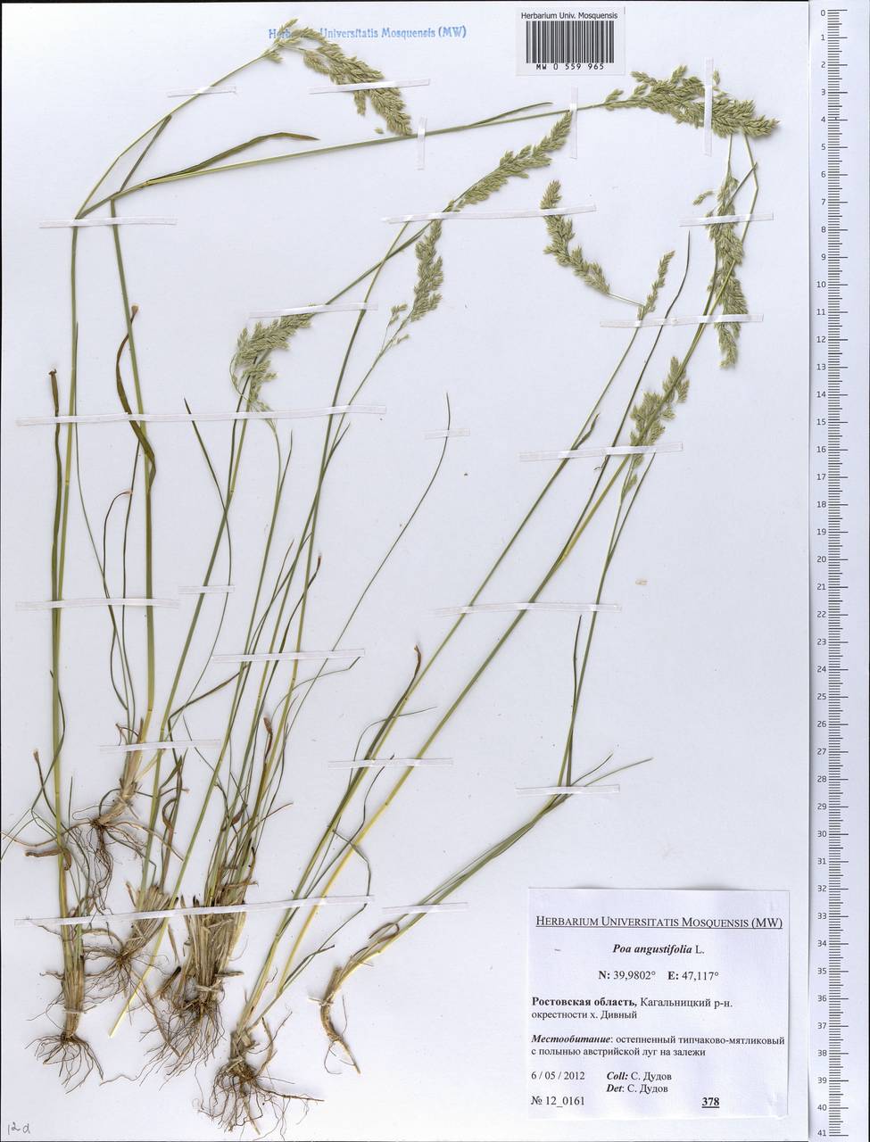 Poa angustifolia L., Eastern Europe, Rostov Oblast (E12a) (Russia)