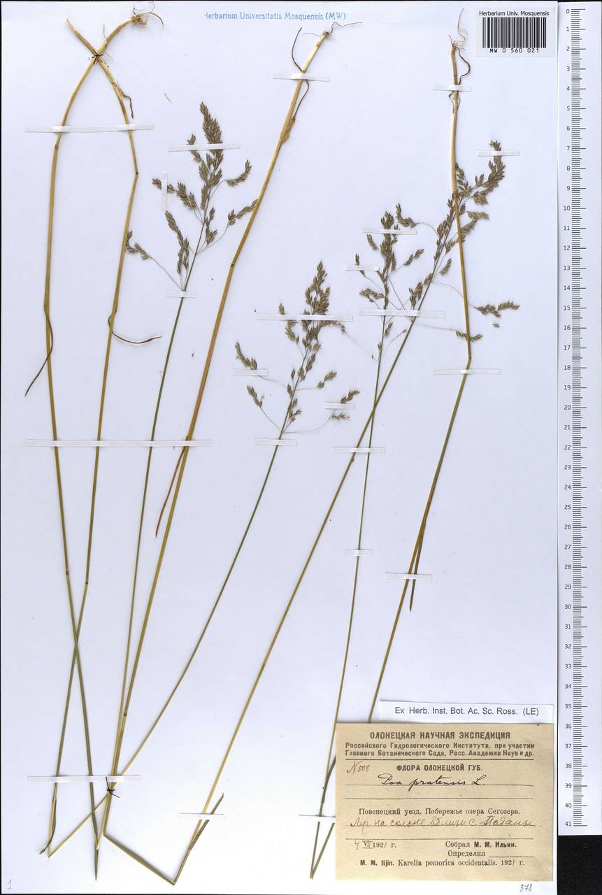 Poa pratensis L., Eastern Europe, Northern region (E1) (Russia)