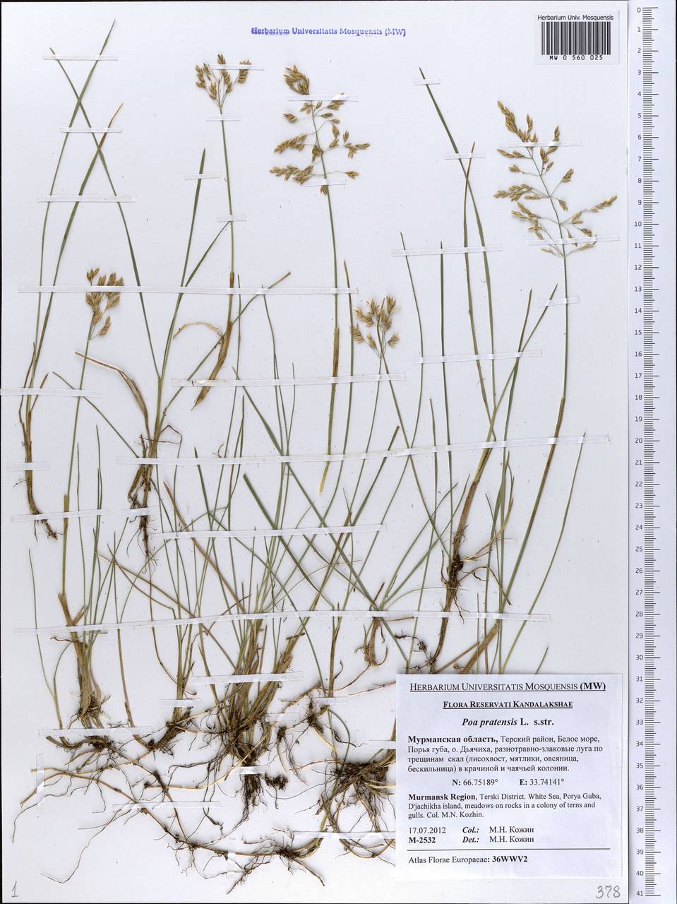 Poa pratensis L., Eastern Europe, Northern region (E1) (Russia)