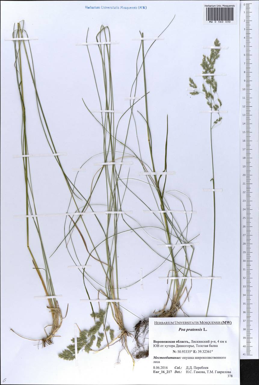 Poa pratensis L., Eastern Europe, Central forest-and-steppe region (E6) (Russia)