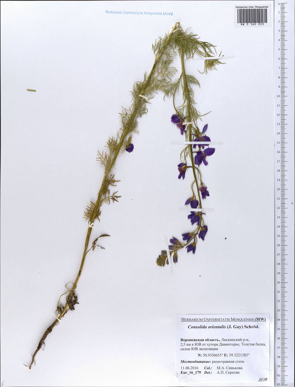 Delphinium ajacis L., Eastern Europe, Central forest-and-steppe region (E6) (Russia)