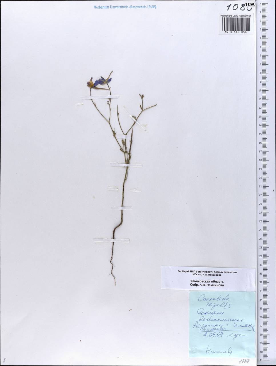 Delphinium consolida subsp. consolida, Eastern Europe, Middle Volga region (E8) (Russia)
