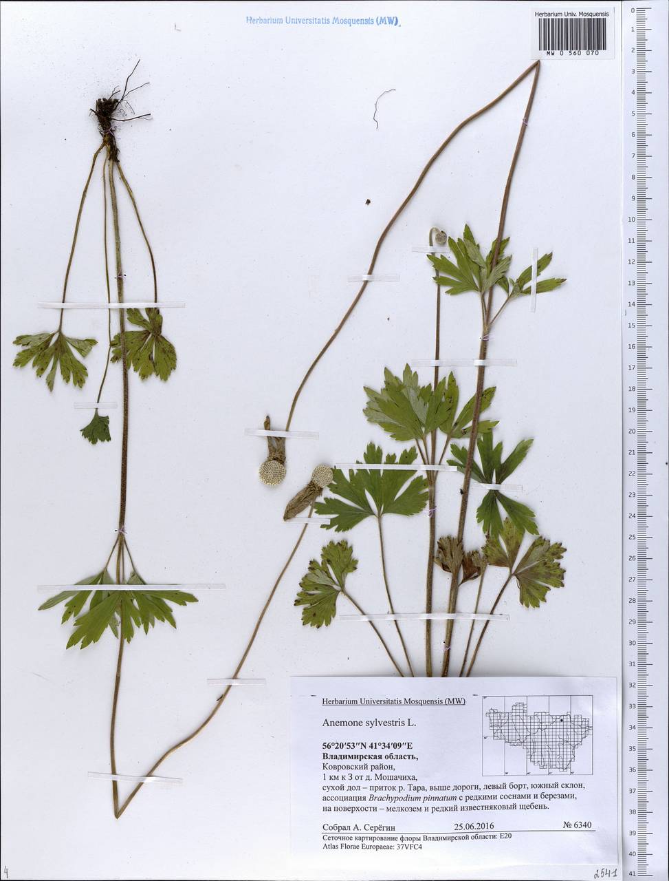 Anemone sylvestris, Eastern Europe, Central region (E4) (Russia)