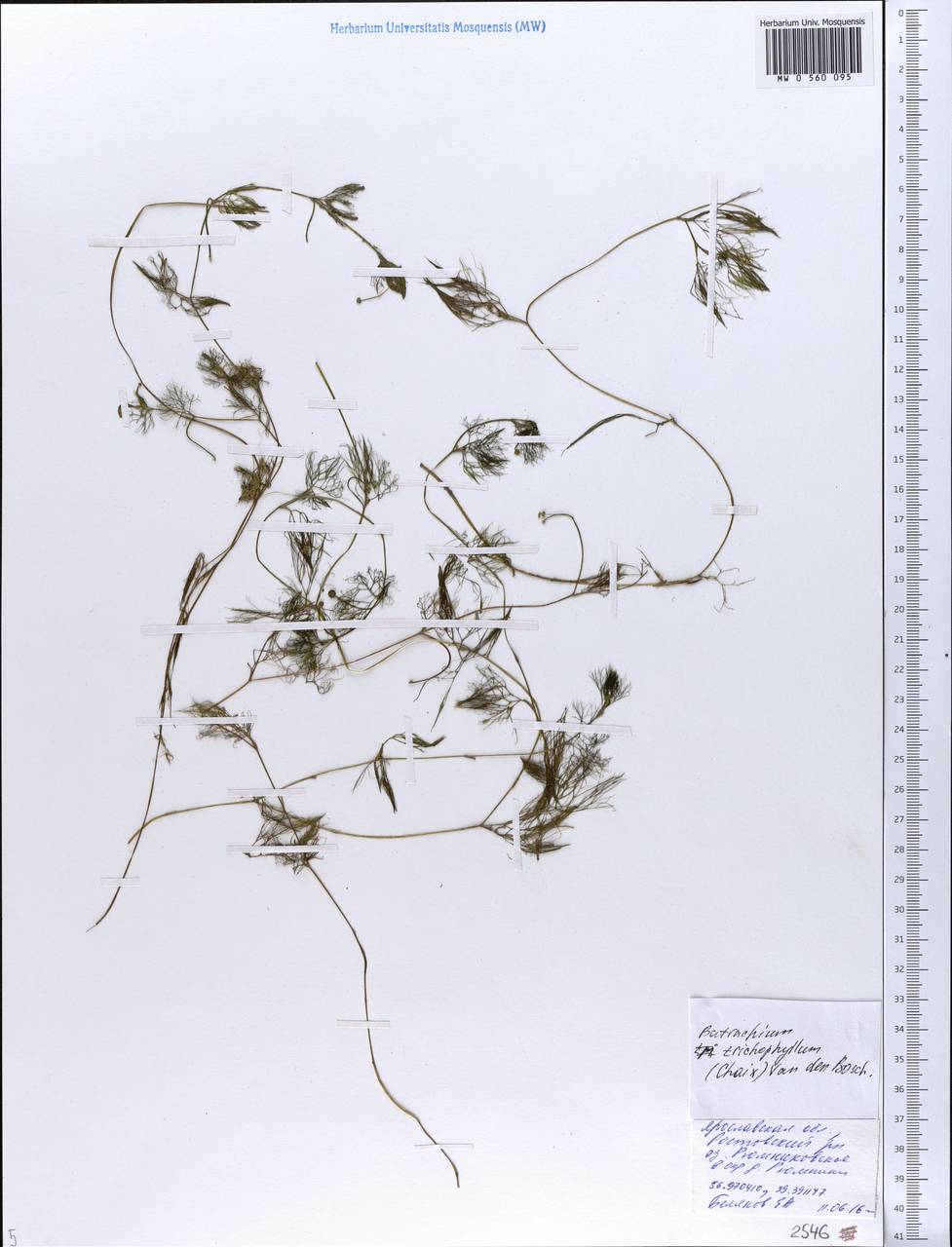 Ranunculus trichophyllus Chaix, Eastern Europe, Central forest region (E5) (Russia)
