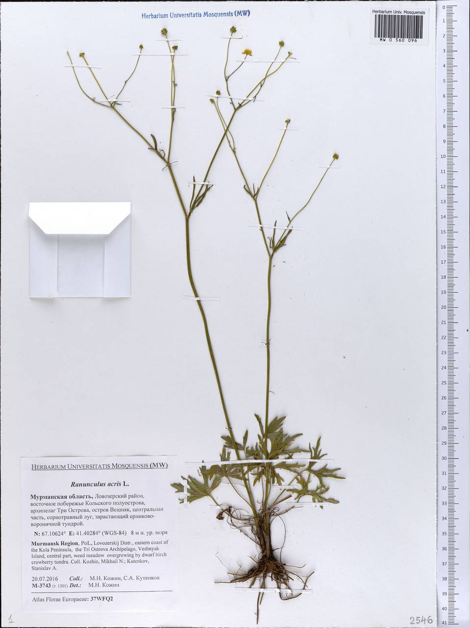Ranunculus acris L., Eastern Europe, Northern region (E1) (Russia)
