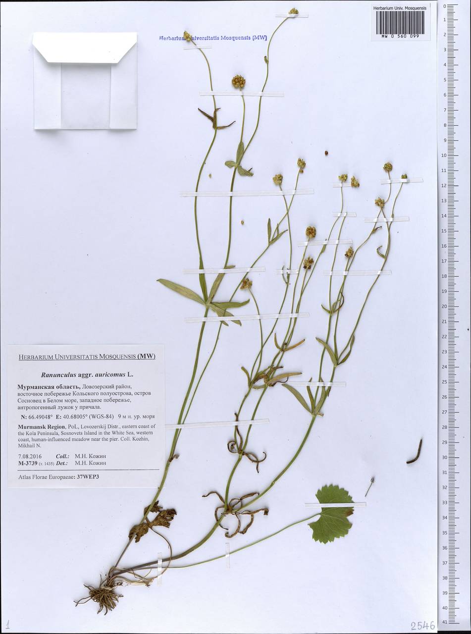 Ranunculus auricomus L., Eastern Europe, Northern region (E1) (Russia)