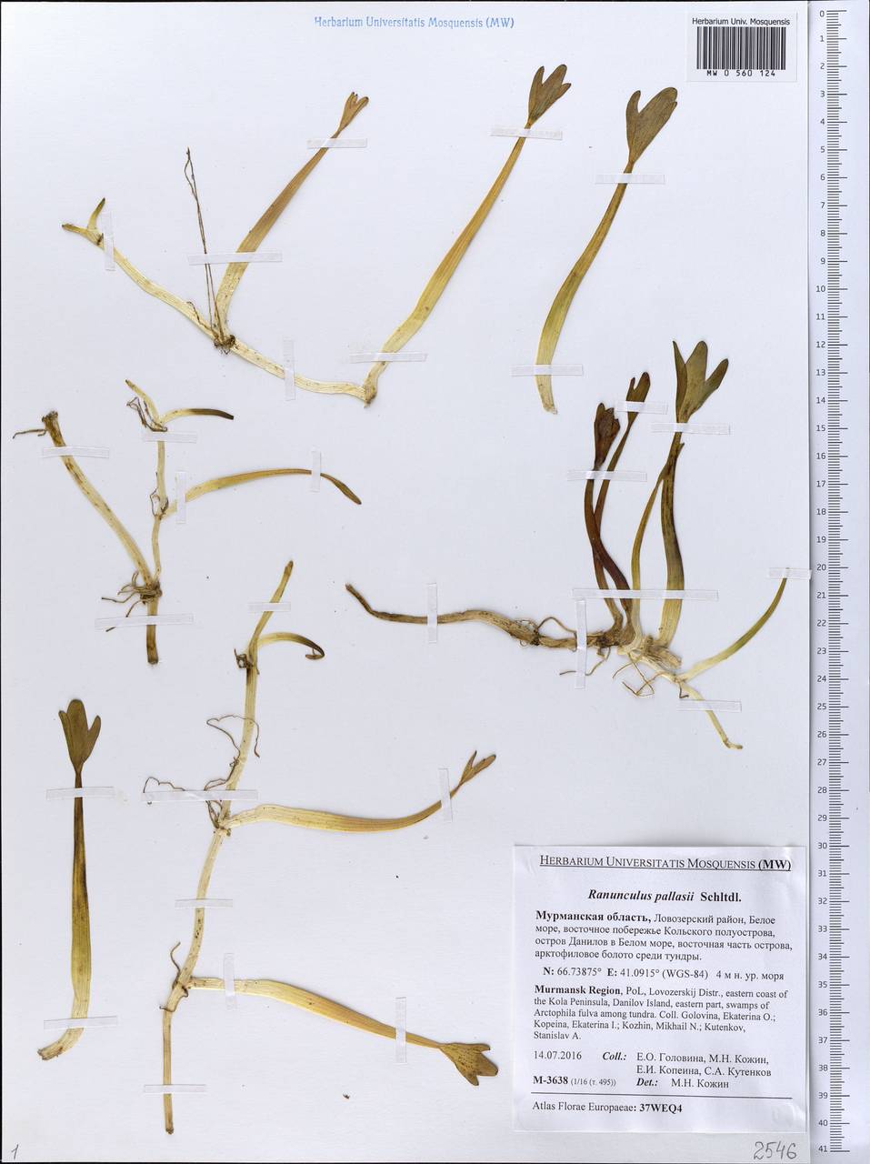 Coptidium pallasii (Schltdl.) A. & D. Löve, Eastern Europe, Northern region (E1) (Russia)