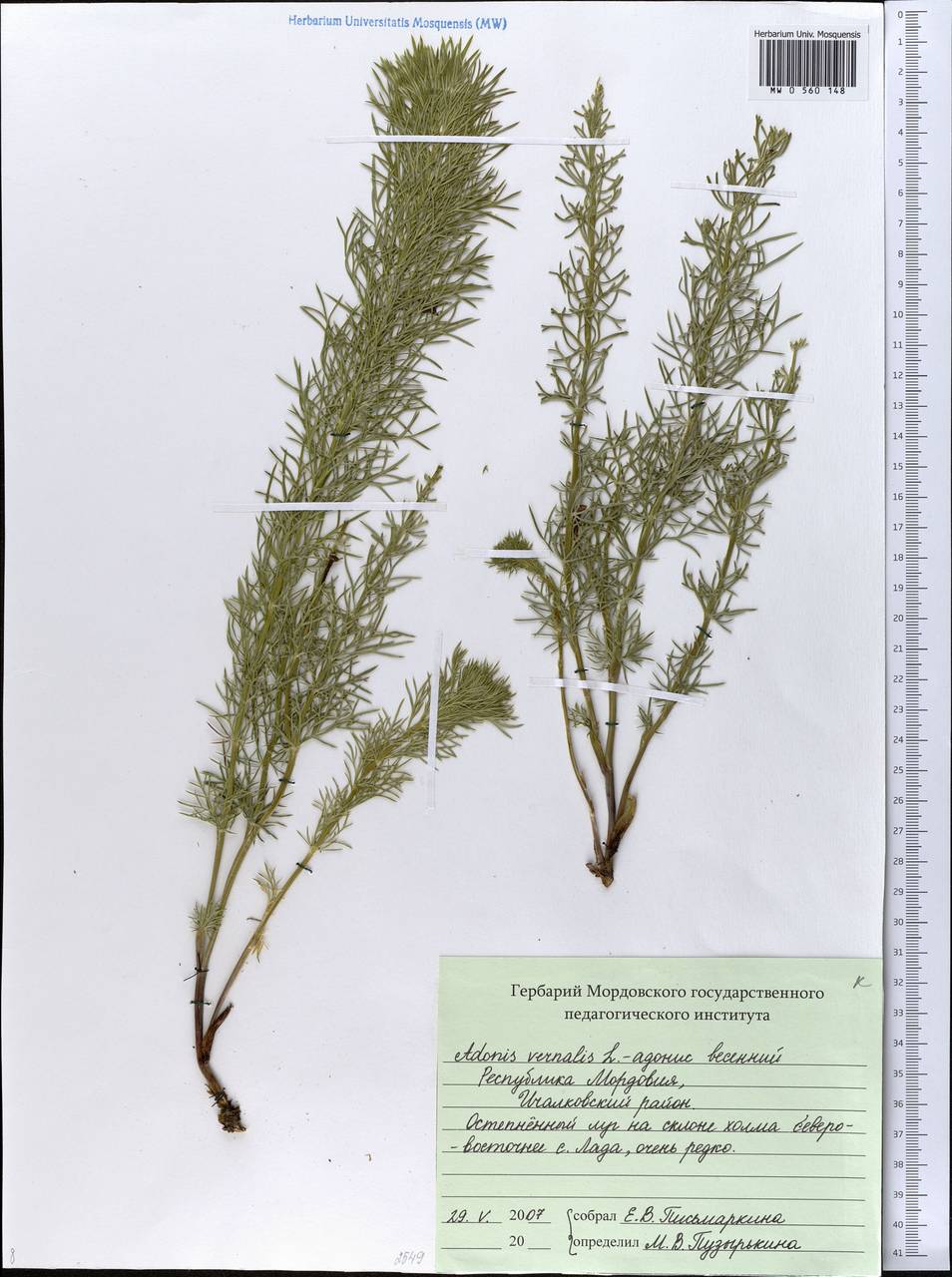 Adonis vernalis L., Eastern Europe, Middle Volga region (E8) (Russia)