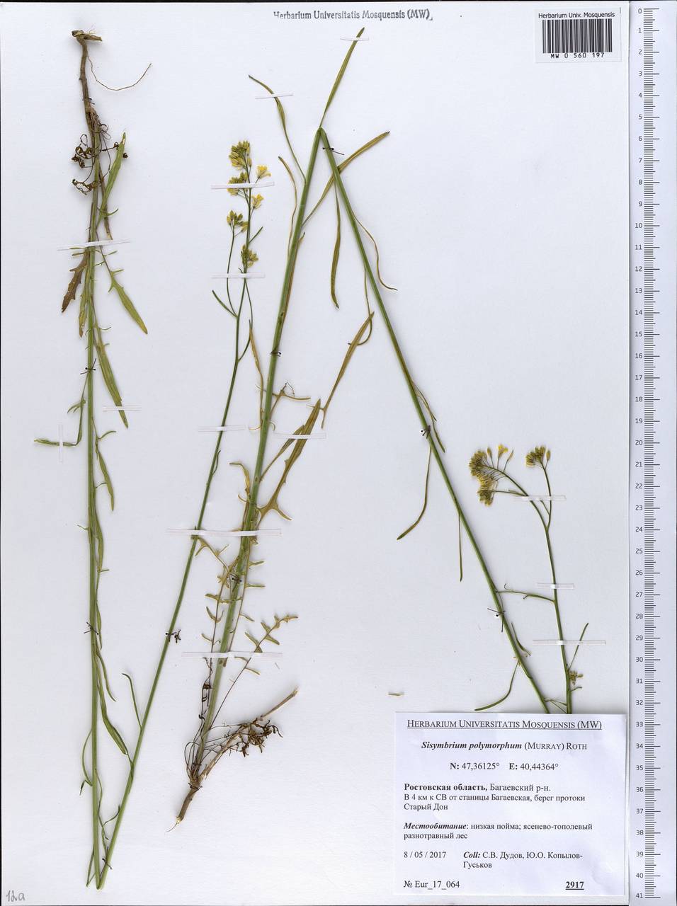 Sisymbrium polymorphum (Murray) Roth, Eastern Europe, Rostov Oblast (E12a) (Russia)