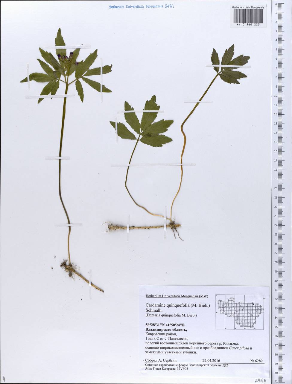 Cardamine quinquefolia (M. Bieb.) Schmalh., Eastern Europe, Central region (E4) (Russia)
