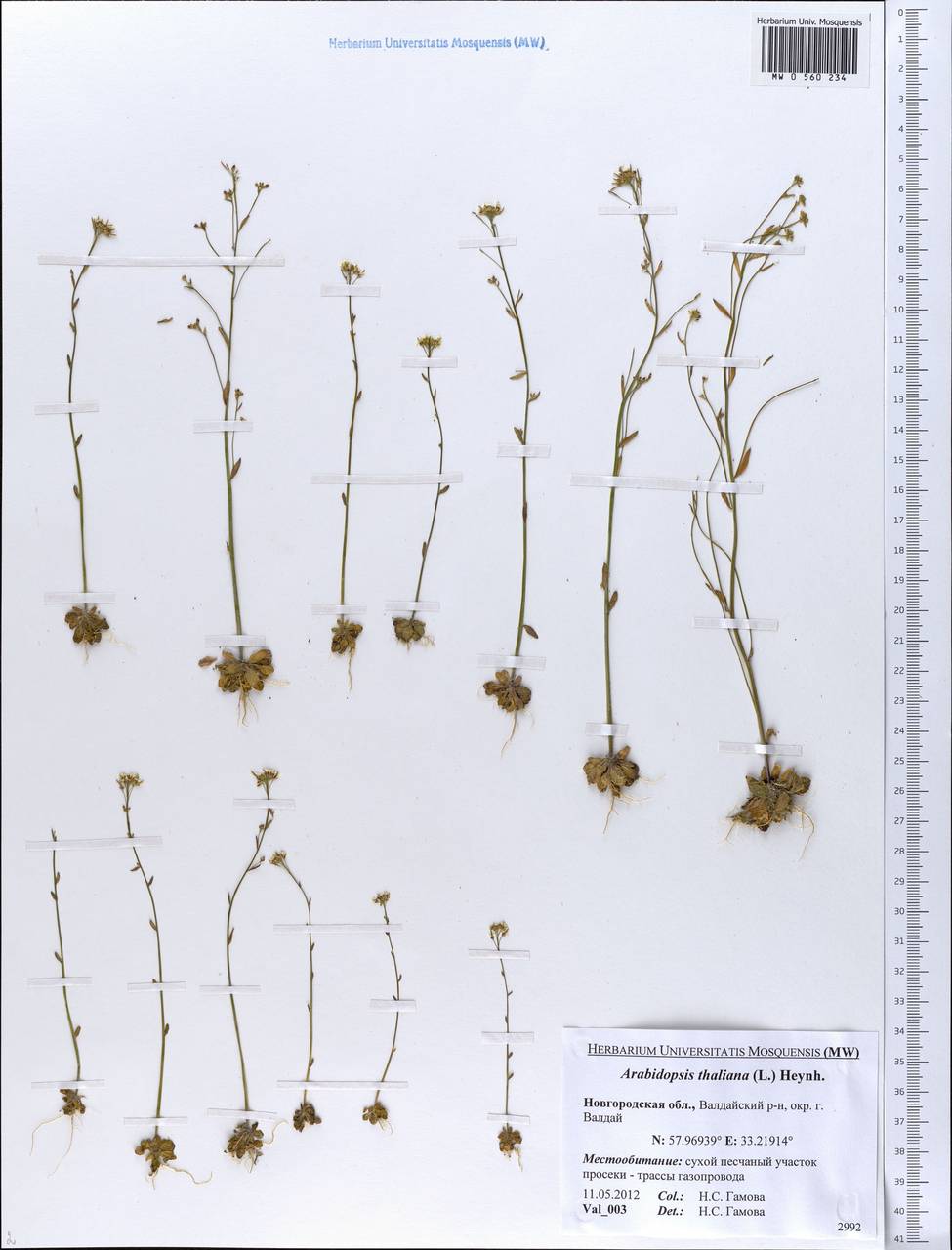 Arabidopsis thaliana (L.) Heynh., Eastern Europe, North-Western region (E2) (Russia)