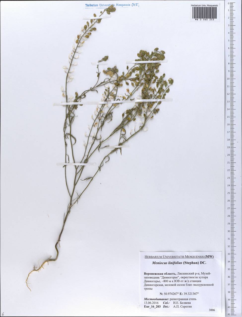 Meniocus linifolius (Stephan ex Willd.) DC., Eastern Europe, Central forest-and-steppe region (E6) (Russia)