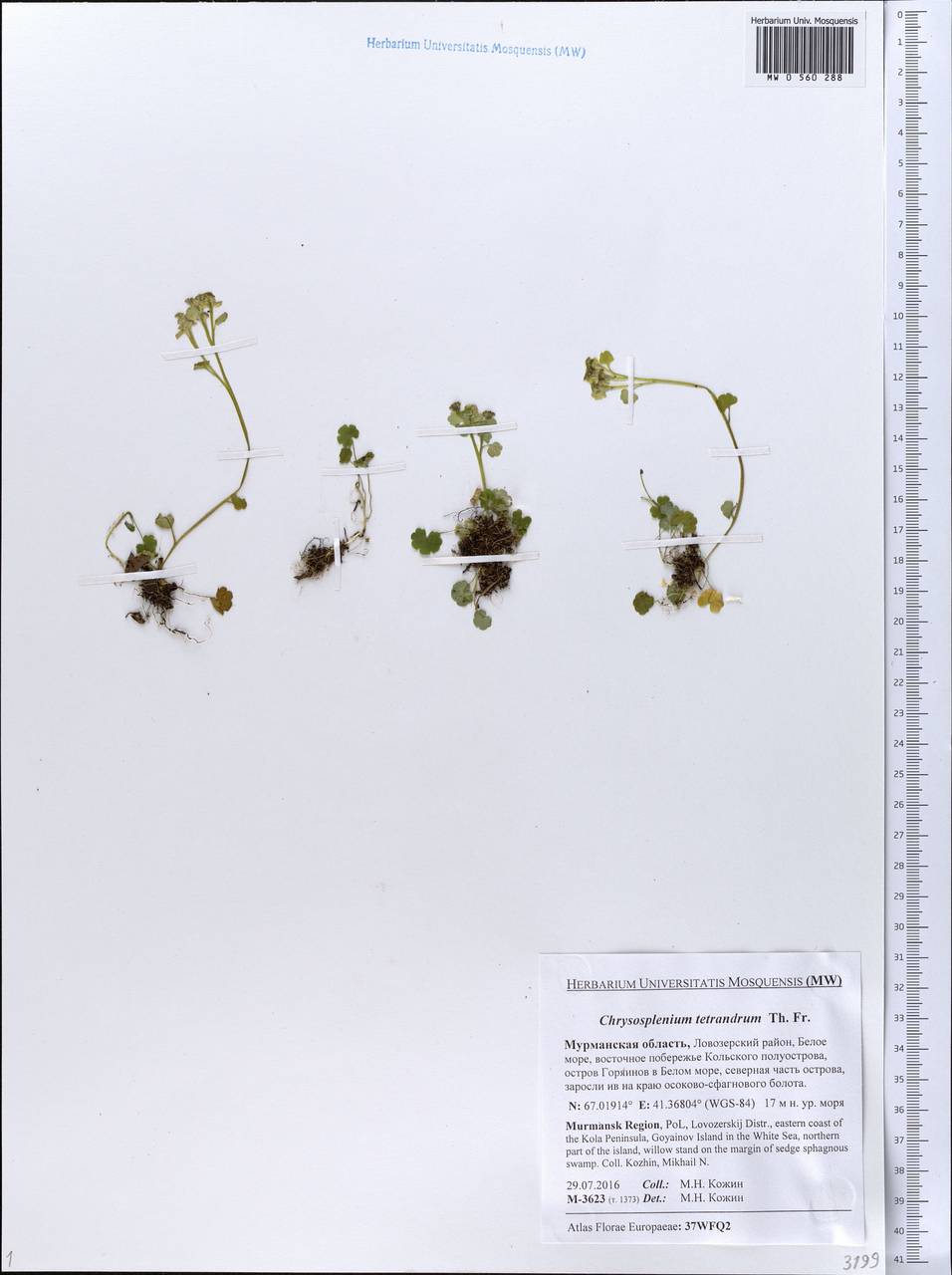 Chrysosplenium tetrandrum (N. Lund) Th. Fr., Eastern Europe, Northern region (E1) (Russia)
