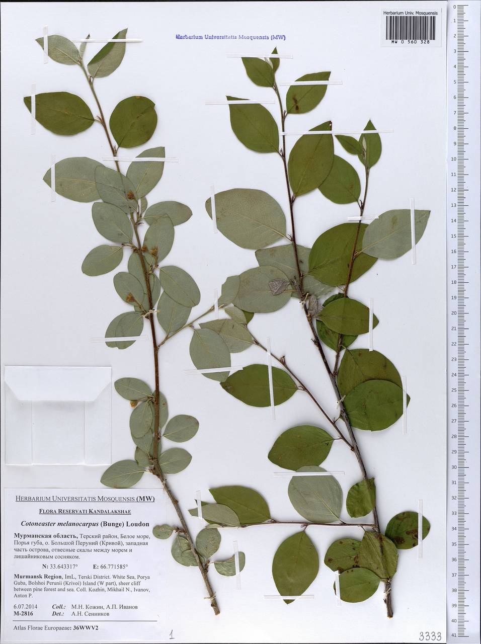 Cotoneaster melanocarpus G. Lodd., Eastern Europe, Northern region (E1) (Russia)