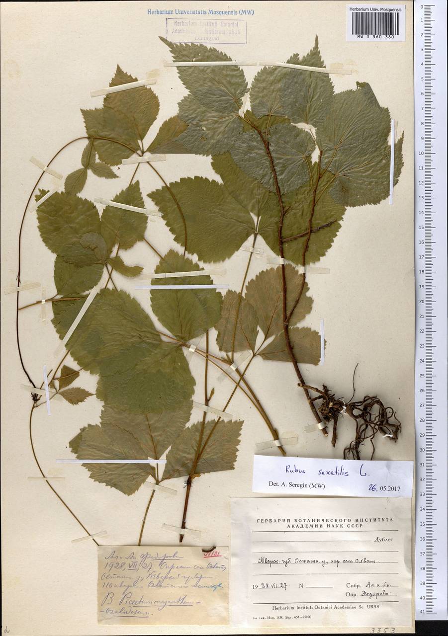 Rubus saxatilis L., Eastern Europe, North-Western region (E2) (Russia)