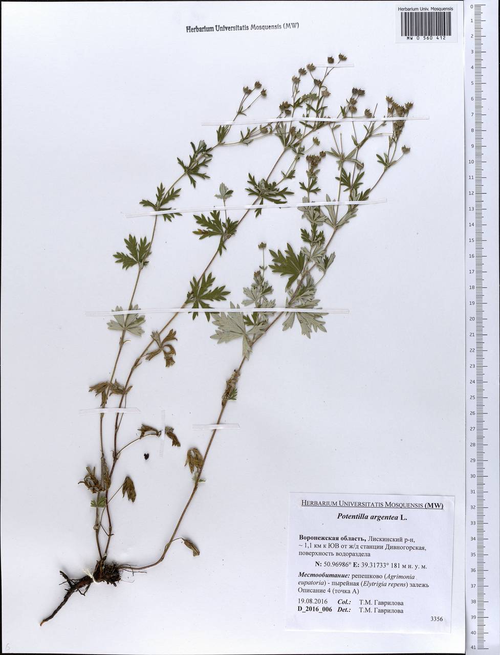 Potentilla argentea L., Eastern Europe, Central forest-and-steppe region (E6) (Russia)