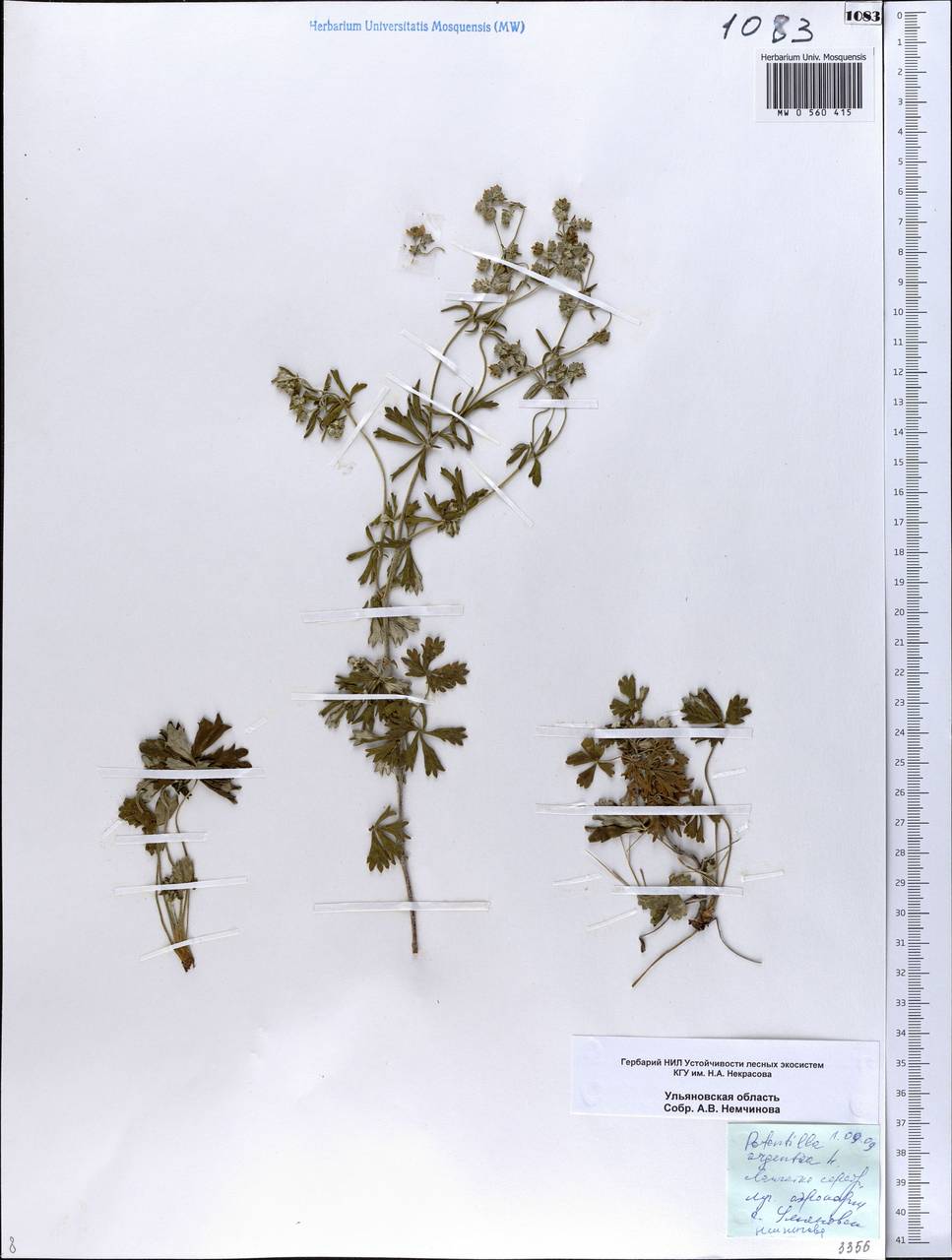 Potentilla argentea L., Eastern Europe, Middle Volga region (E8) (Russia)