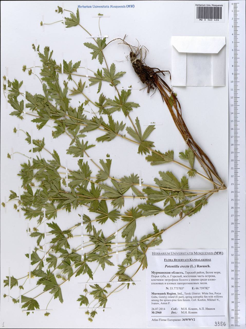 Potentilla erecta (L.) Raeusch., Eastern Europe, Northern region (E1) (Russia)