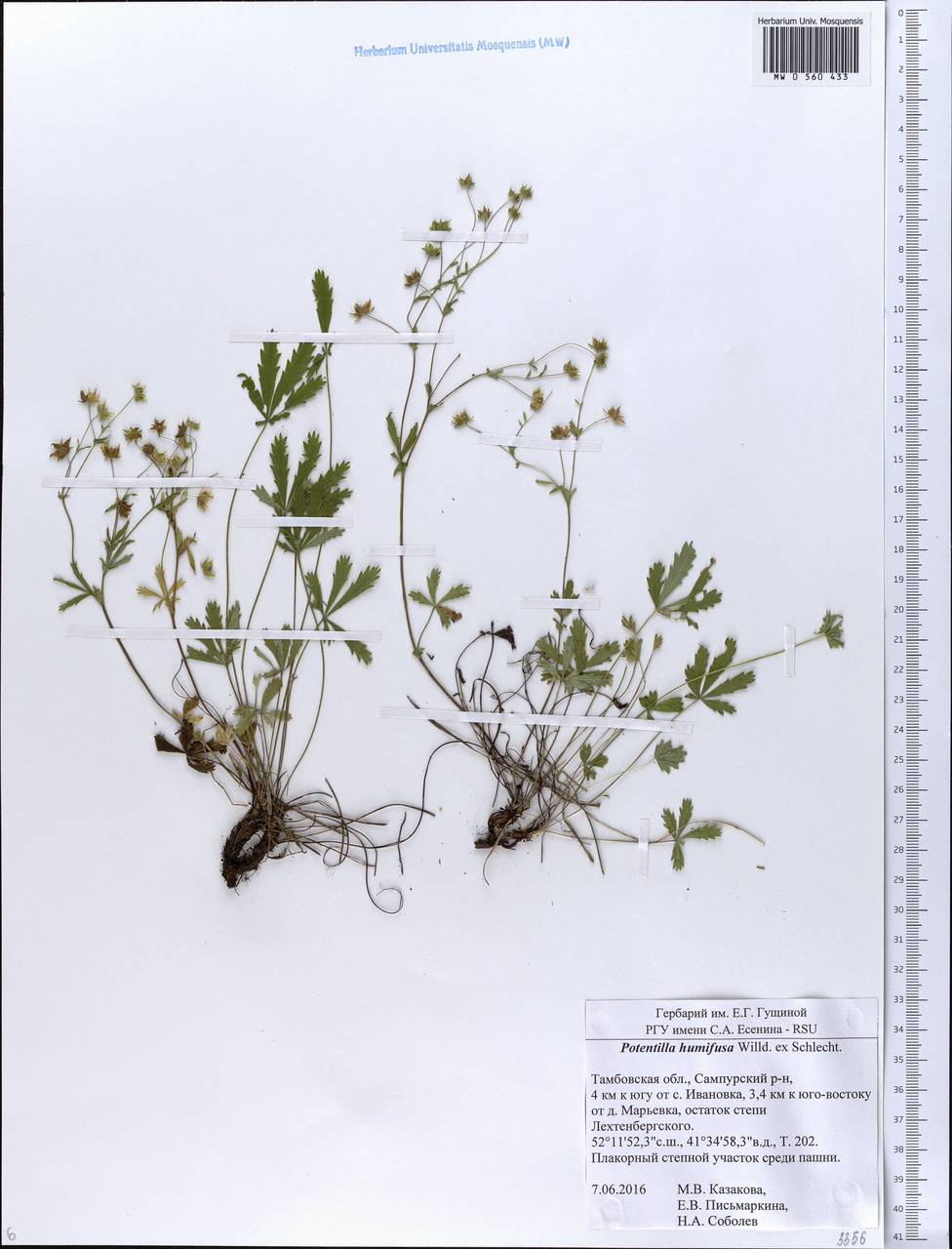 Potentilla humifusa Willd., Eastern Europe, Central forest-and-steppe region (E6) (Russia)