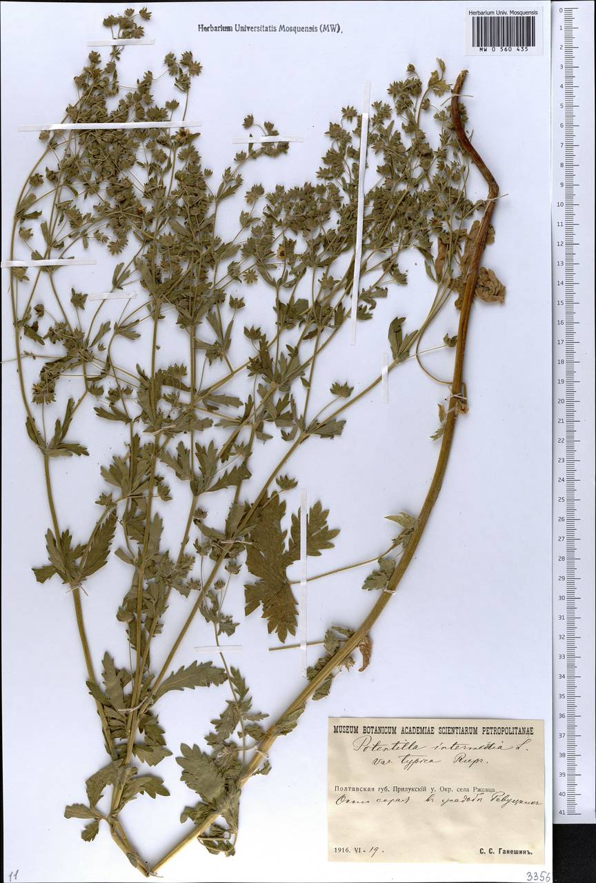 Potentilla intermedia L., Eastern Europe, North Ukrainian region (E11) (Ukraine)