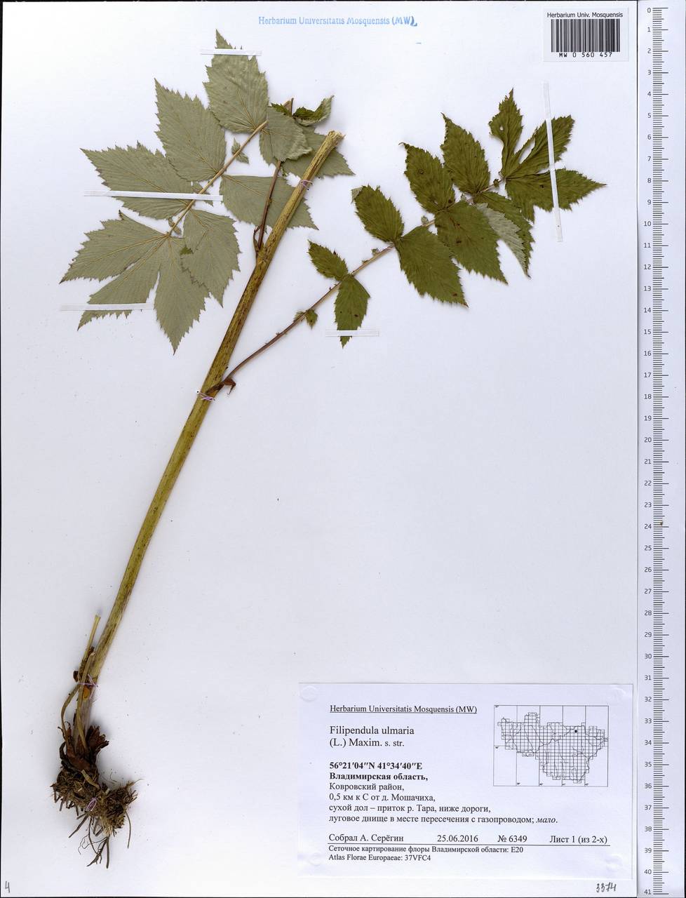 Filipendula ulmaria (L.) Maxim., Eastern Europe, Central region (E4) (Russia)