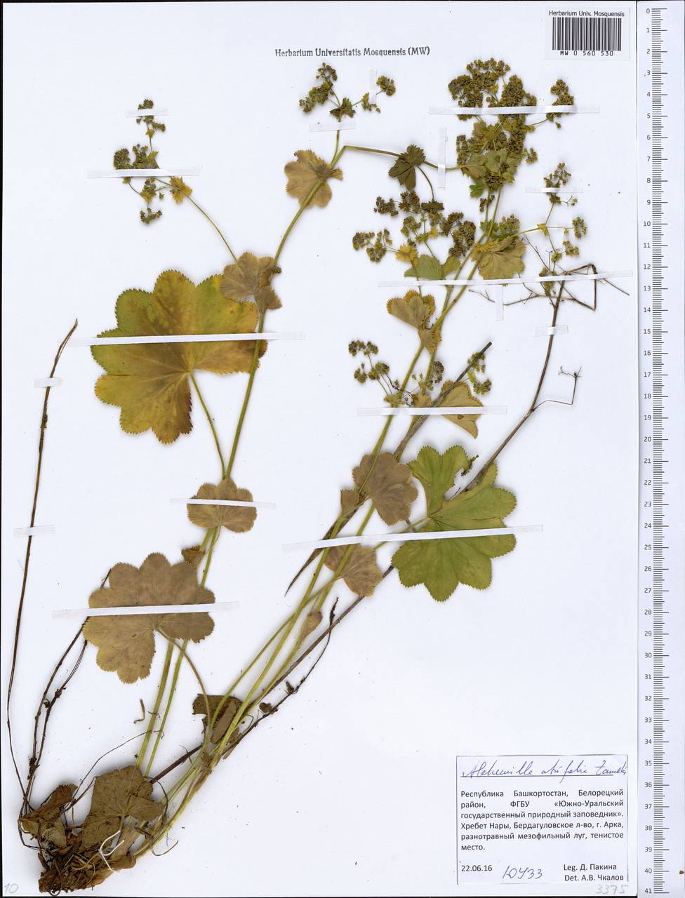 Alchemilla lindbergiana Juz., Eastern Europe, Eastern region (E10) (Russia)